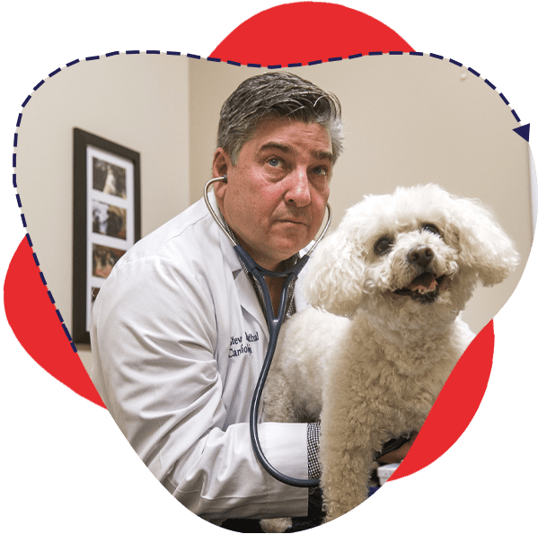 Vet cardiologist diplomate uses stethoscope to listen to dog's heart