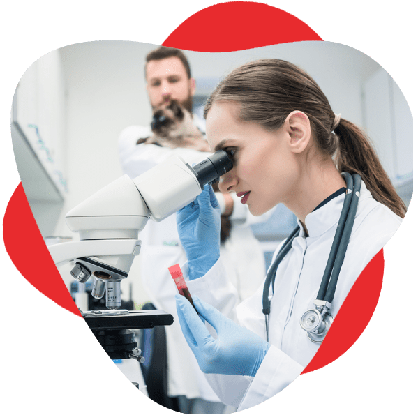 Female veterinarian uses microscope in lab while colleague holds cat behind her