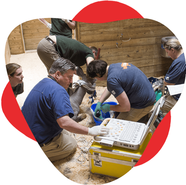 Group of CVCA team members run an echocardiogram on zoo animal